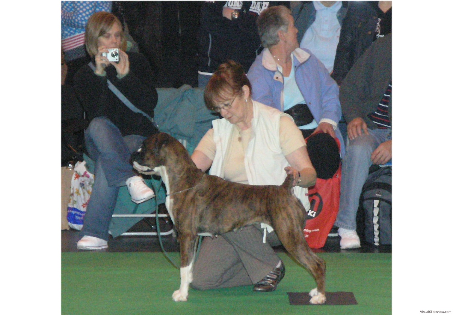 Shortlisted for the CC at Crufts